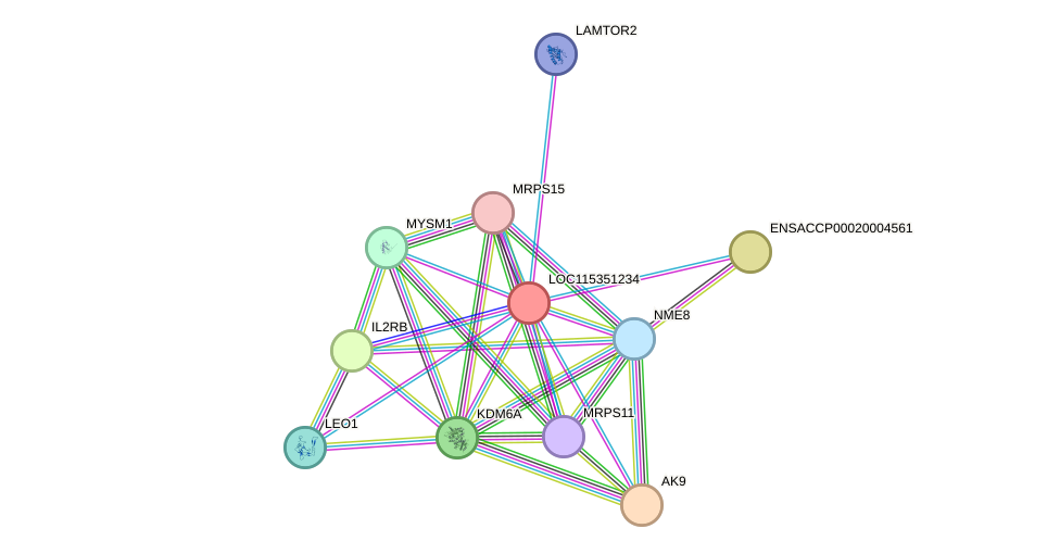 STRING protein interaction network