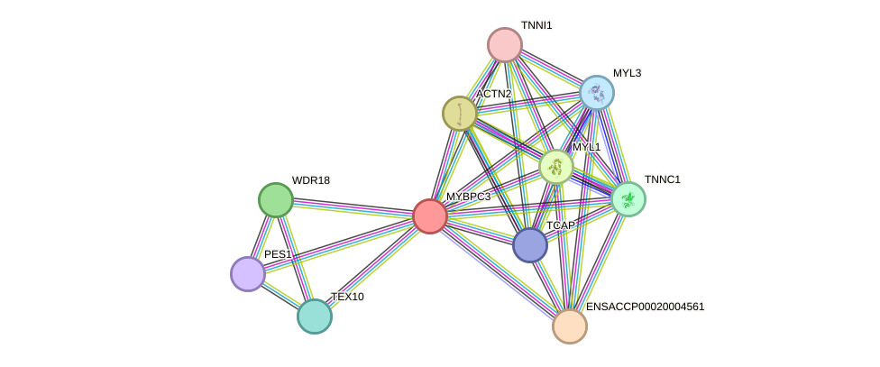 STRING protein interaction network