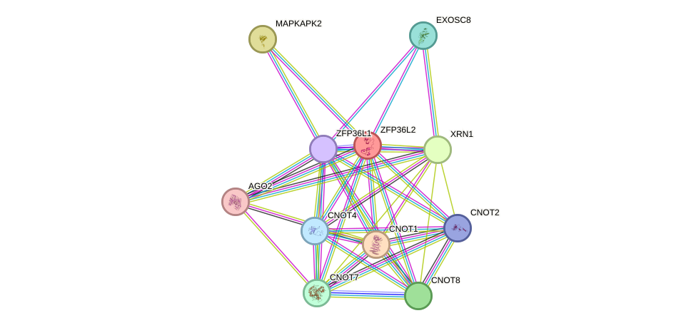 STRING protein interaction network