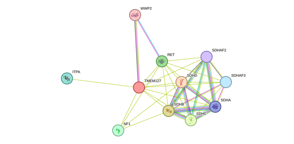 STRING protein interaction network