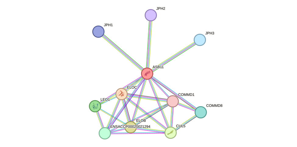 STRING protein interaction network