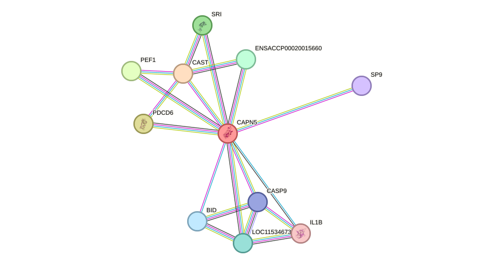 STRING protein interaction network