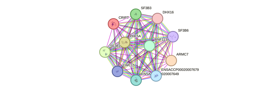 STRING protein interaction network