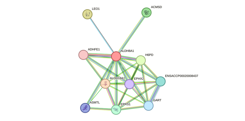 STRING protein interaction network