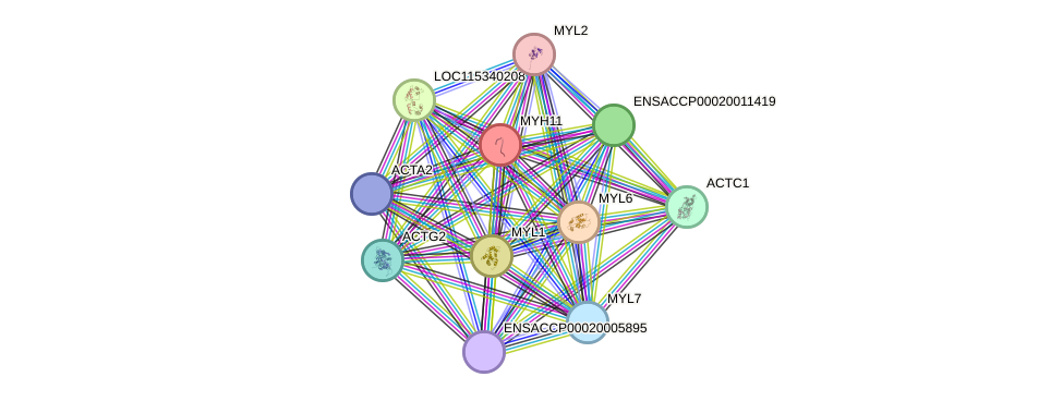 STRING protein interaction network