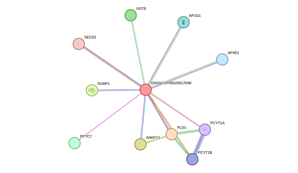 STRING protein interaction network