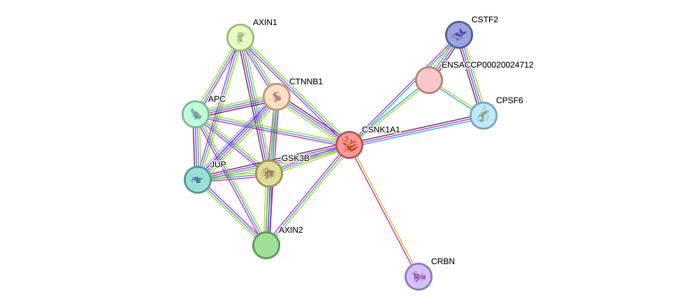 STRING protein interaction network