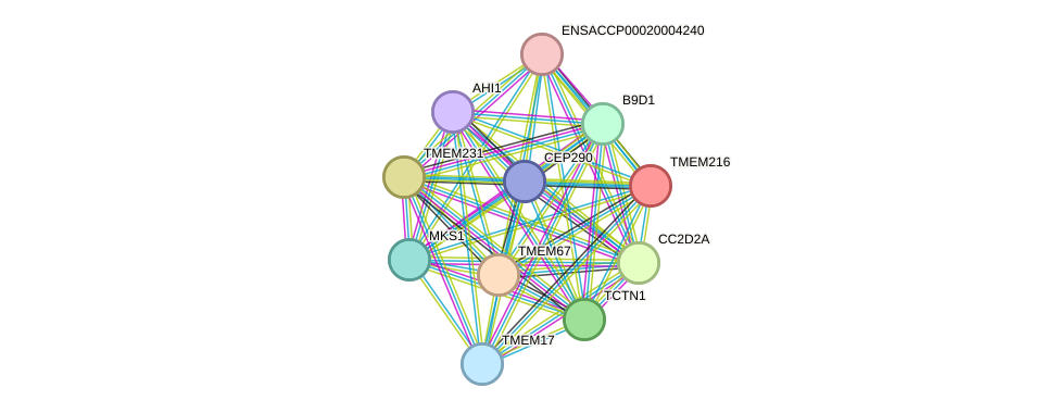 STRING protein interaction network