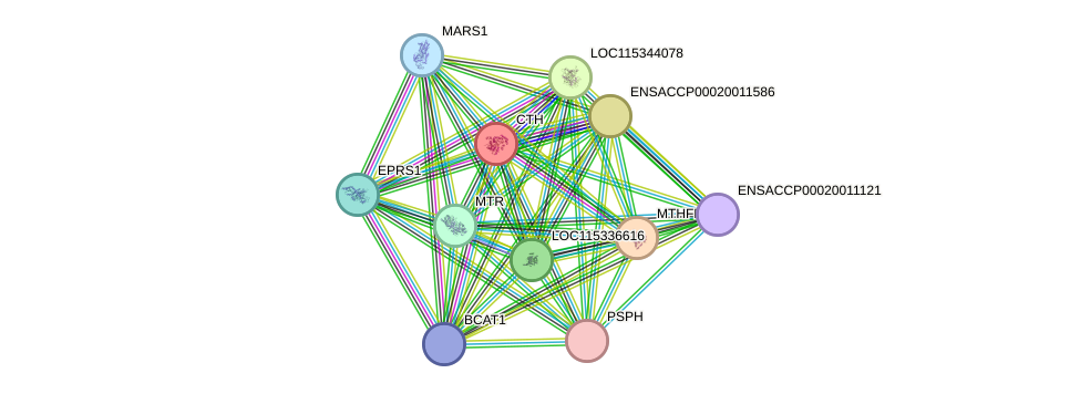 STRING protein interaction network