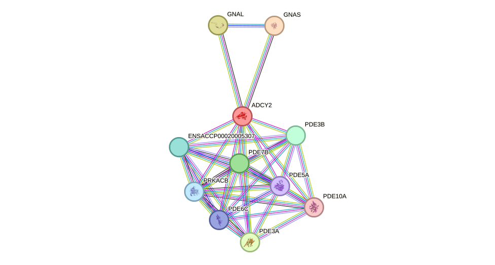 STRING protein interaction network