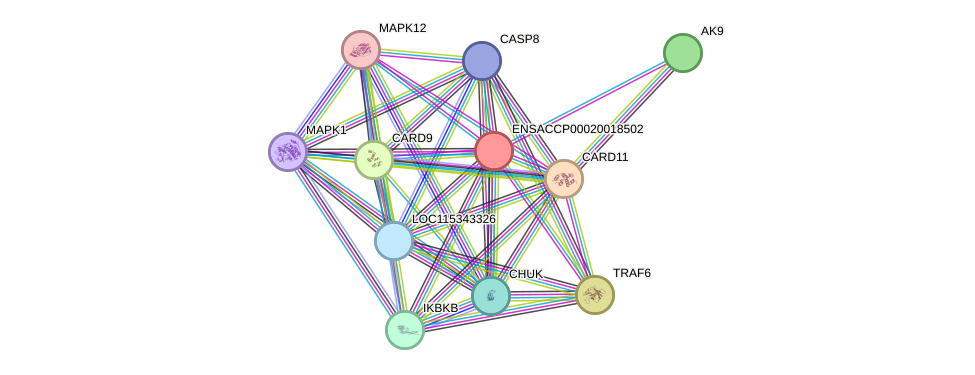 STRING protein interaction network