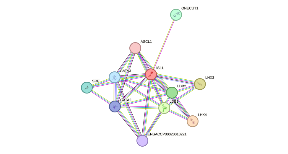 STRING protein interaction network