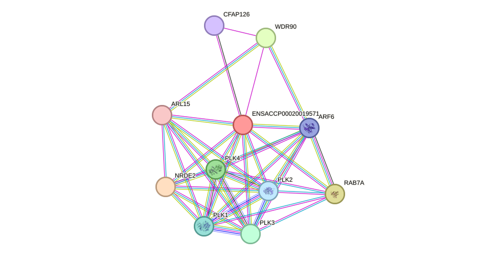 STRING protein interaction network