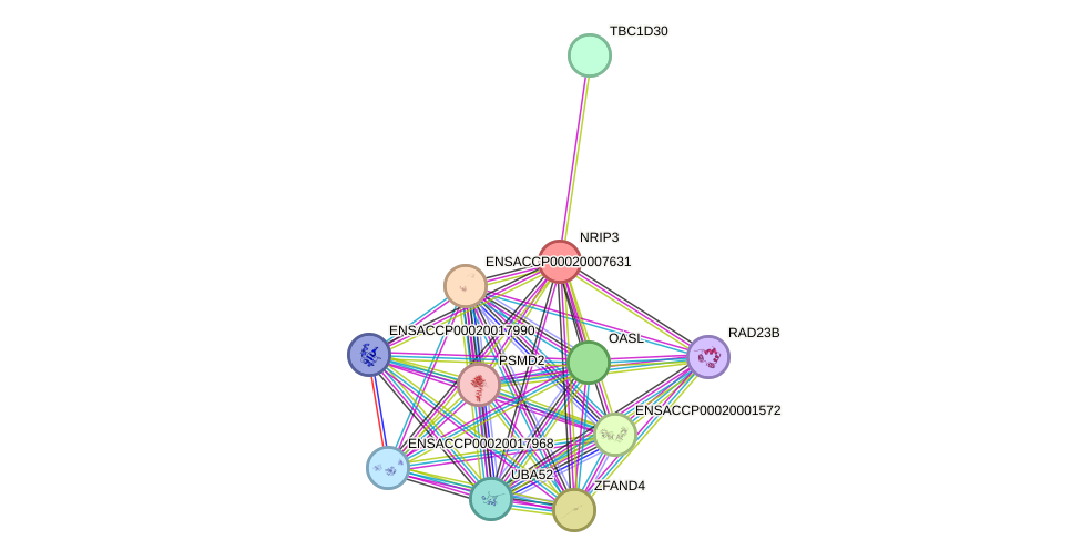 STRING protein interaction network