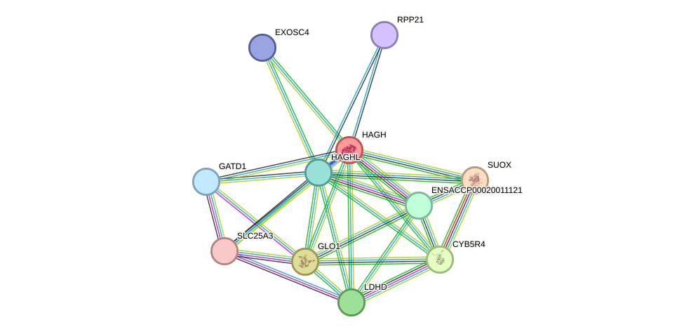 STRING protein interaction network