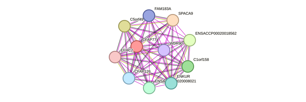 STRING protein interaction network