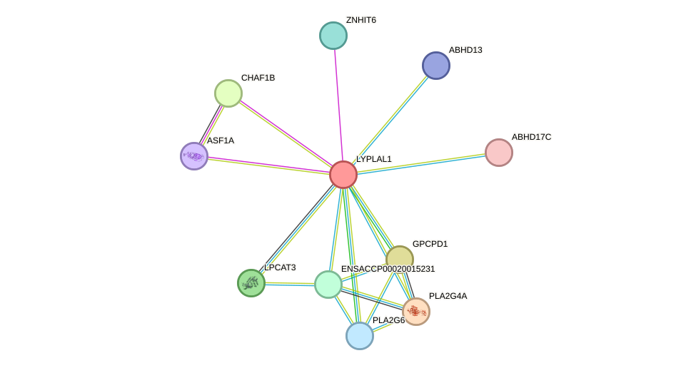 STRING protein interaction network