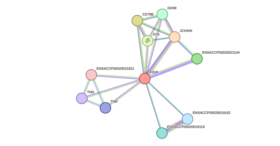 STRING protein interaction network