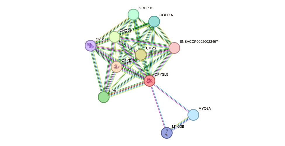 STRING protein interaction network