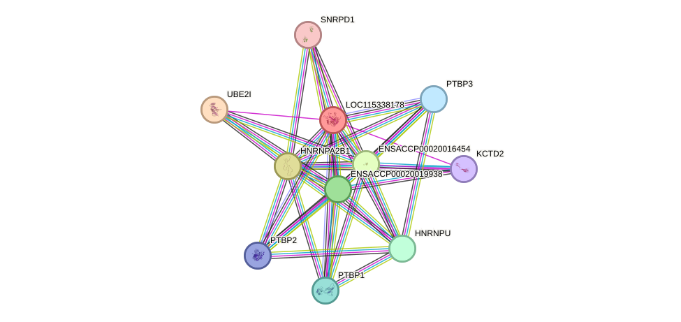 STRING protein interaction network