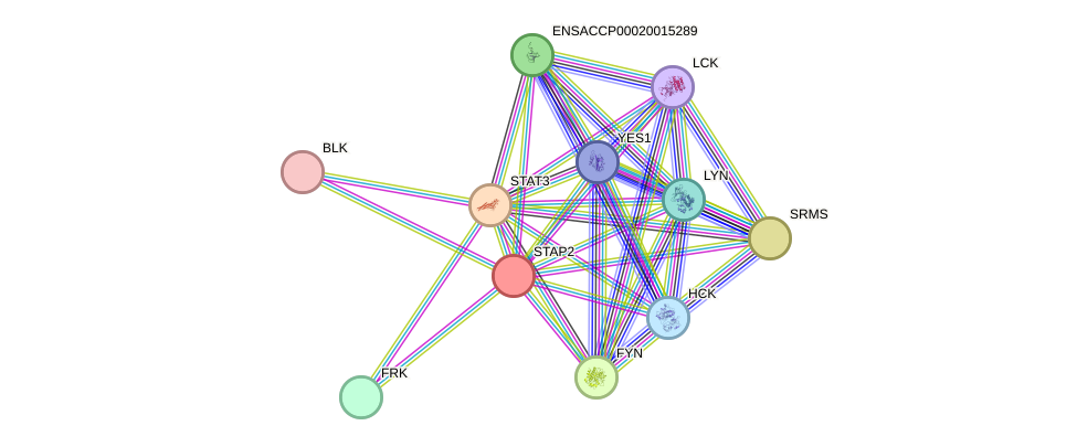 STRING protein interaction network