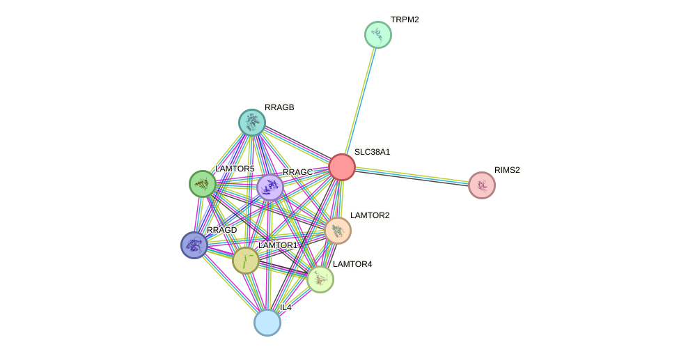 STRING protein interaction network