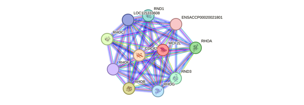 STRING protein interaction network