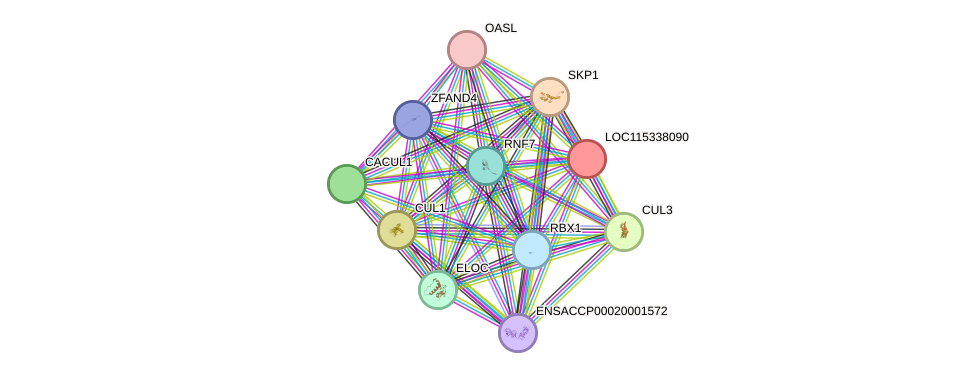 STRING protein interaction network