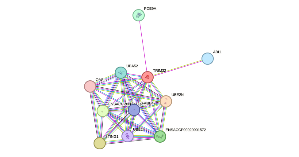 STRING protein interaction network