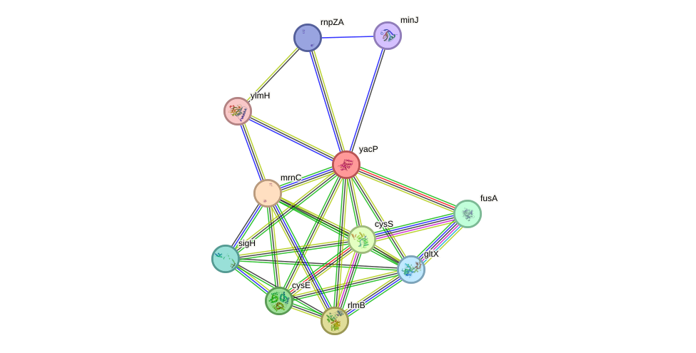 STRING protein interaction network