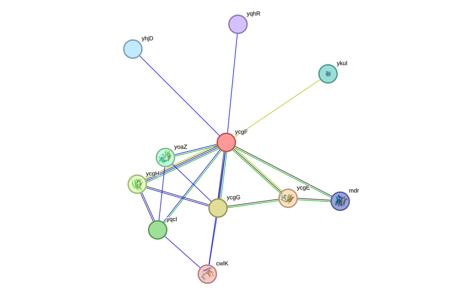 STRING protein interaction network