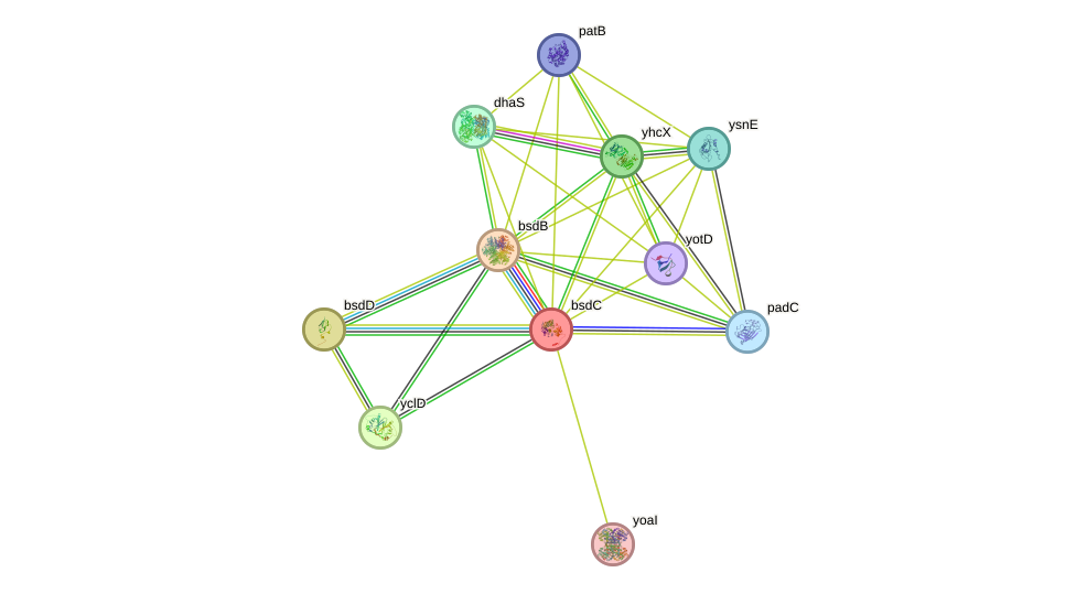 STRING protein interaction network