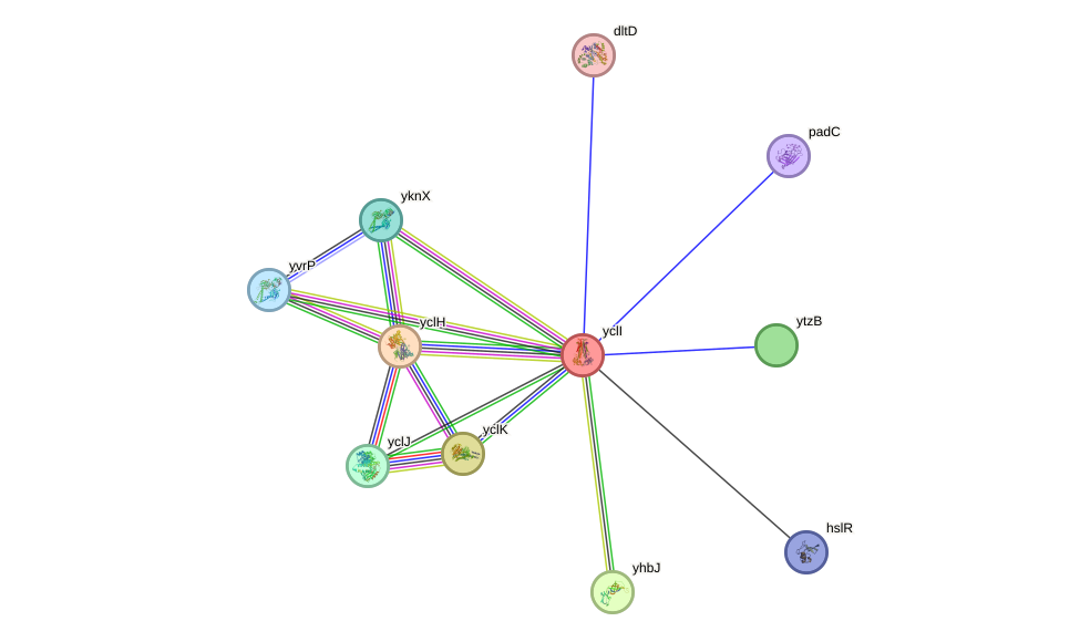 STRING protein interaction network