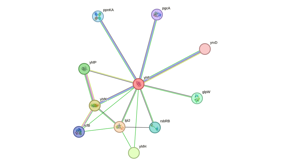 STRING protein interaction network