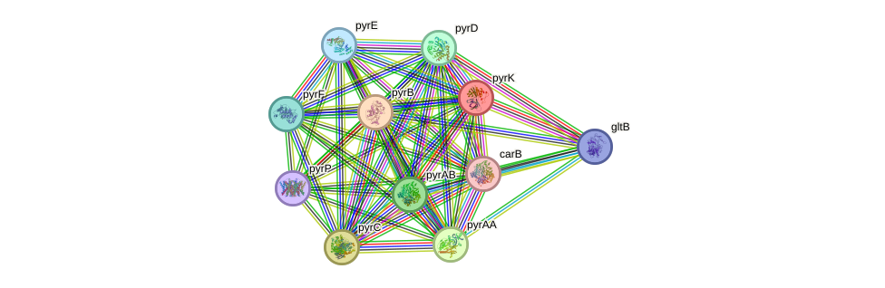 STRING protein interaction network