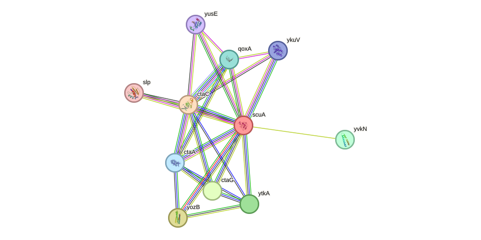 STRING protein interaction network