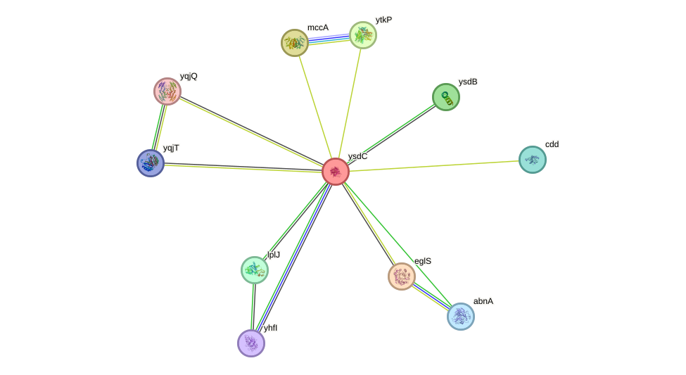 STRING protein interaction network