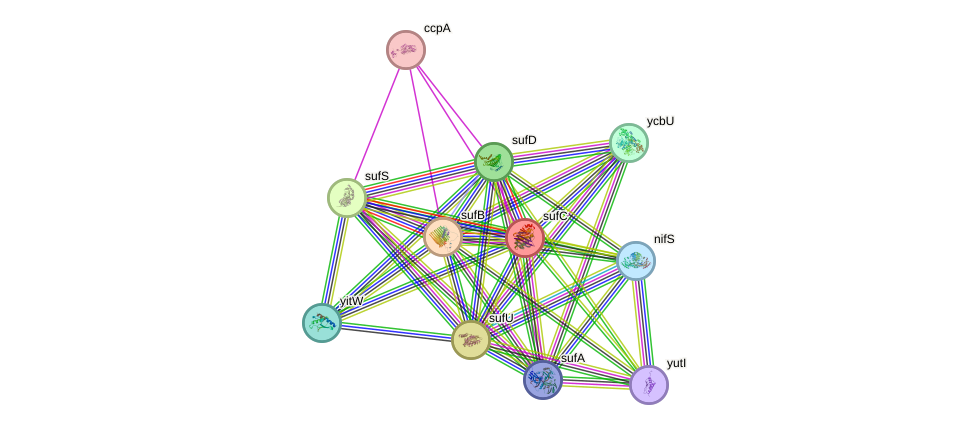 STRING protein interaction network