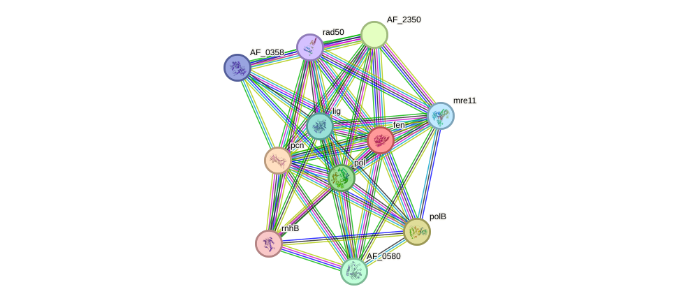 STRING protein interaction network