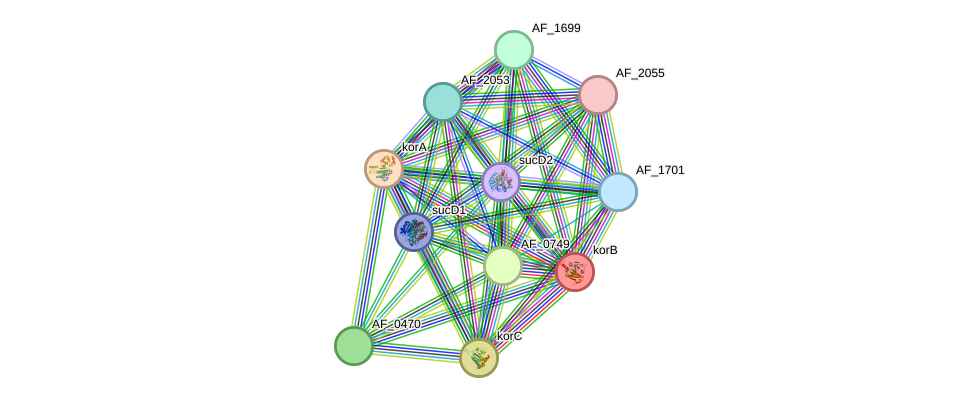 STRING protein interaction network