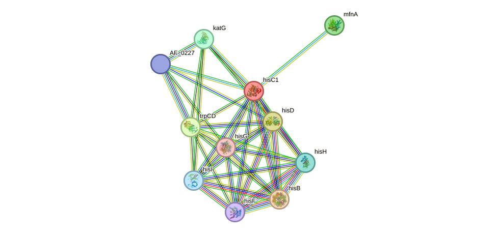 STRING protein interaction network