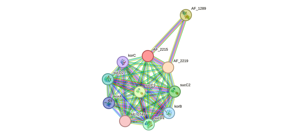 STRING protein interaction network