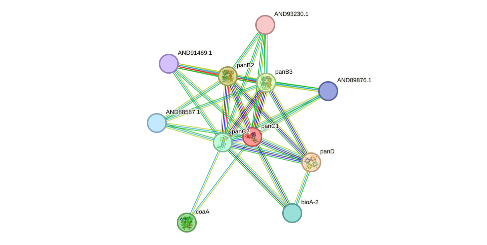 STRING protein interaction network