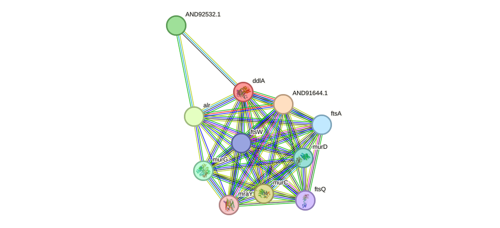 STRING protein interaction network