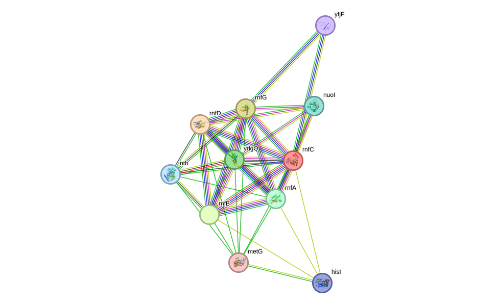 STRING protein interaction network