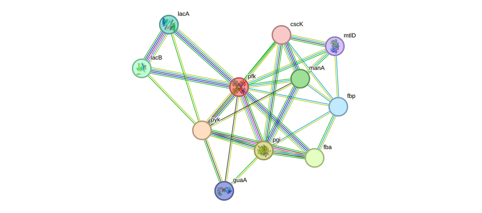 STRING protein interaction network