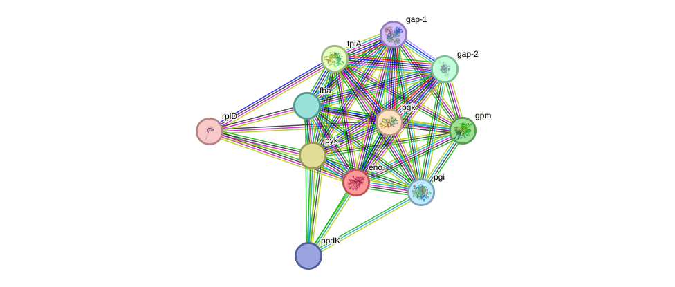 STRING protein interaction network