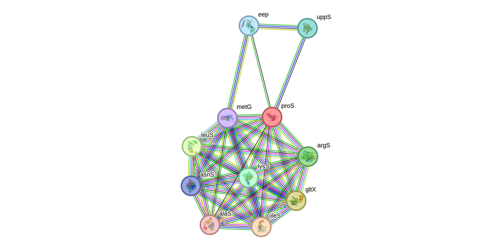 STRING protein interaction network