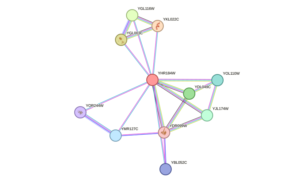 STRING protein interaction network