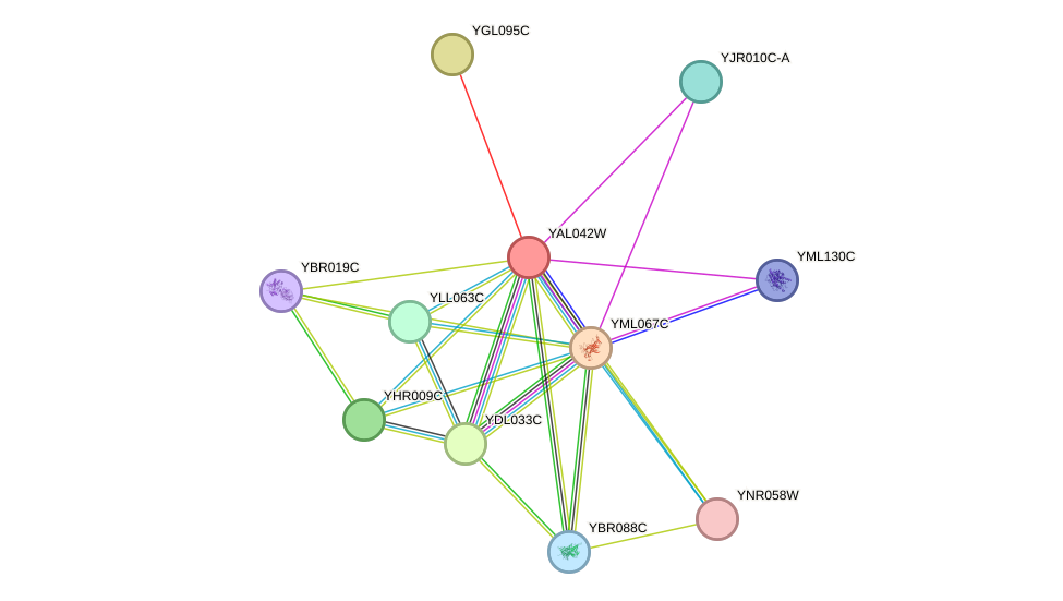 STRING protein interaction network